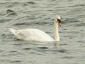 06 08 07 Miedwie_11